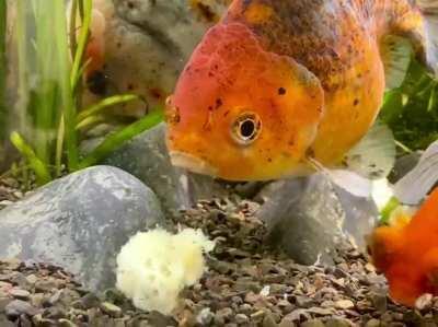 carlos and benji enjoying some banana