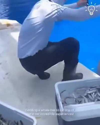 Meu filho que bulacha