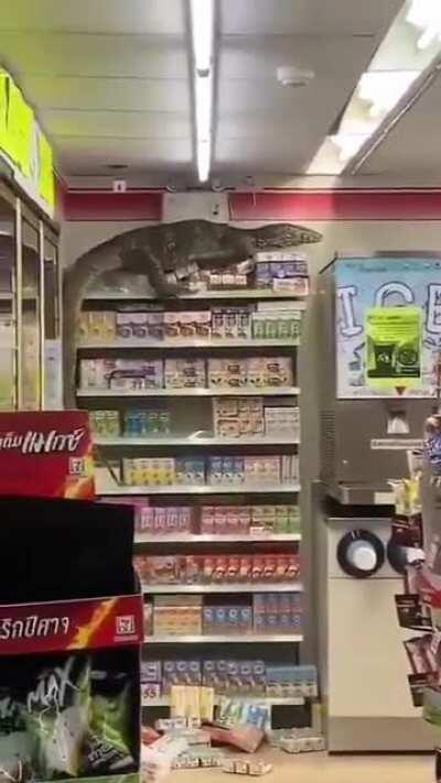 komodo dragon inside convenience store