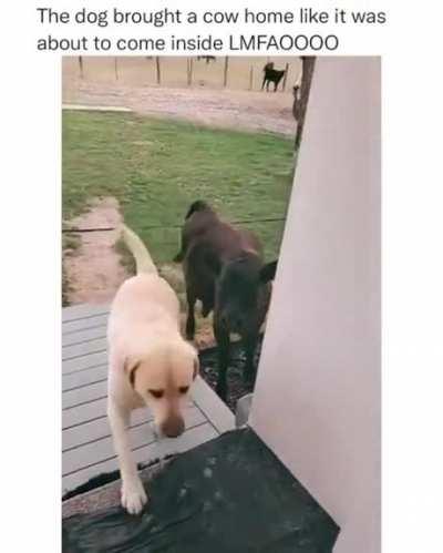 Friendship comes no boundaries.