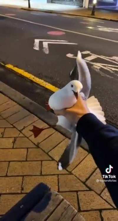 just catch seagulls while you're eating