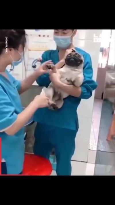 Never knew dogs coupd make this sound