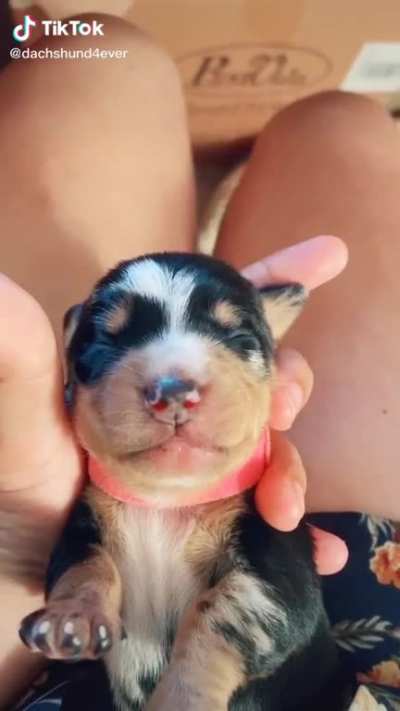 A cute dachshund dog puppy