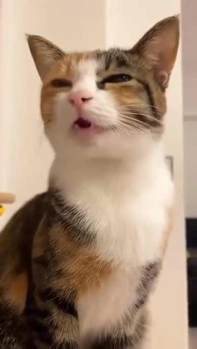 The world's greatest manipulator, manipulating to get treats with great manipulative tactics knowing all will fall for the manipulation