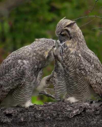 🔥 An unguarded moment between two owls