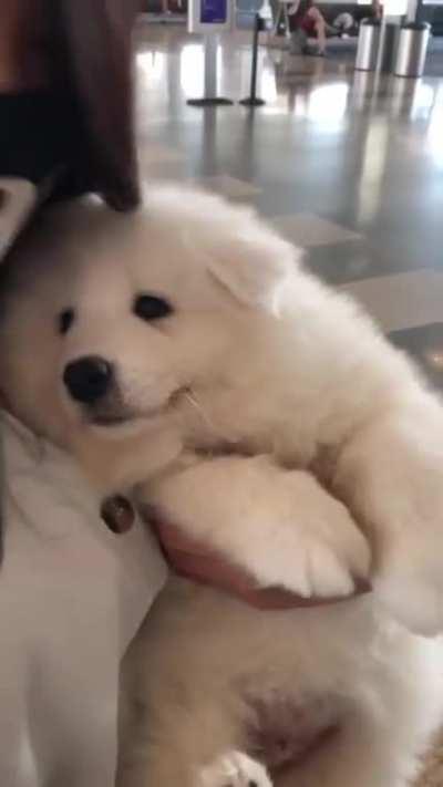 Got my boy this weekend, his name is Banana 🙂