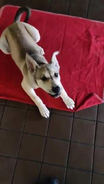 My 4mo husky pup wants to play at work.