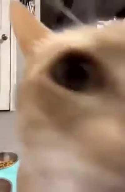 Cuumi jumping to Nami for two seconds to wash off Sett's cum before going back for round two