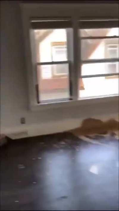 Ungrateful chapo destroys black landchad's house after being told she can't live there for free #BLM