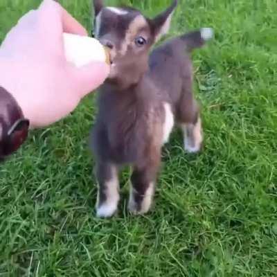 Cute little goat 🐐