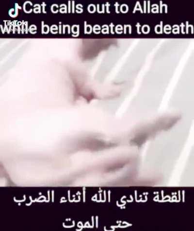 cat ( bingus ) calls allah 🕋 to save her from bad guy ( joe biden )