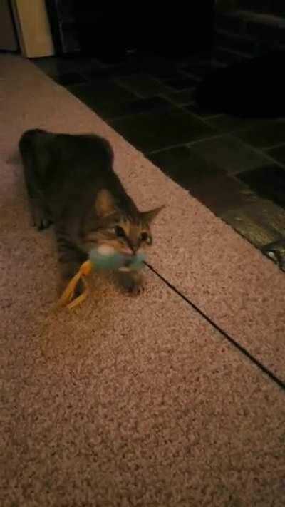 My cat thinks he's a dog