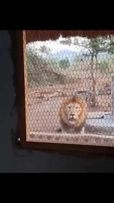 Male lion interrupts man's daily routine