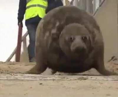 My seal people need me!