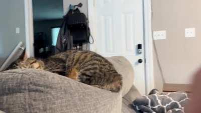 Some would say I have too many cats. I disagree.