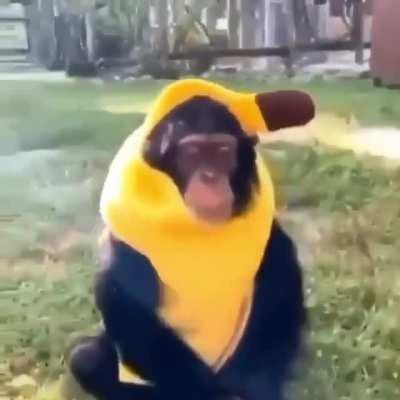 😍🍌Platano Torino 🥺🐒