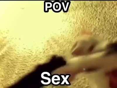 Techno song that sounds like a car alarm, I've seen it over a few videos of cats fighting