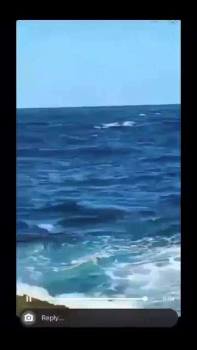Free swimmer eaten alive by a shark at Sydney beach Australia