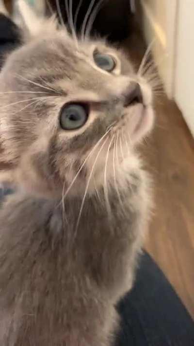 Purrs like a champ, but totally busted meow