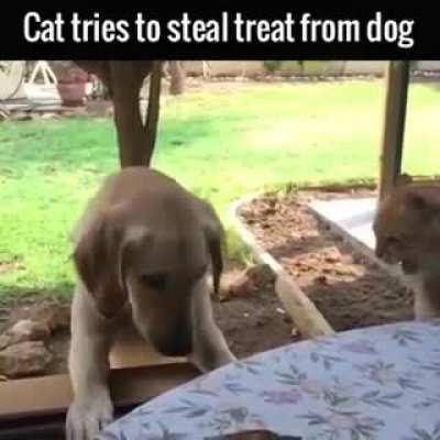 Trying to steal from the dog