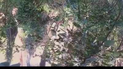 When a big tidday outdoor exhibitionist gets caught pumping herself (NSFW)