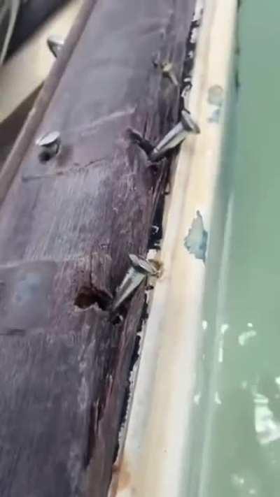 Esse preguin tá meio torto né?