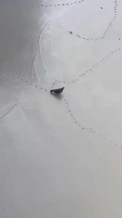 After all that work this pigeon did not care 🤣