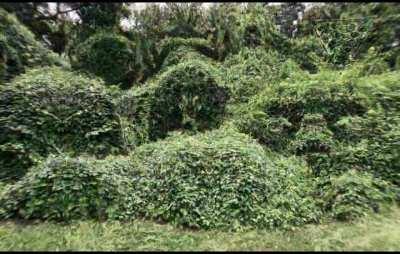 Are you sure those tabs were only 100 ugs?