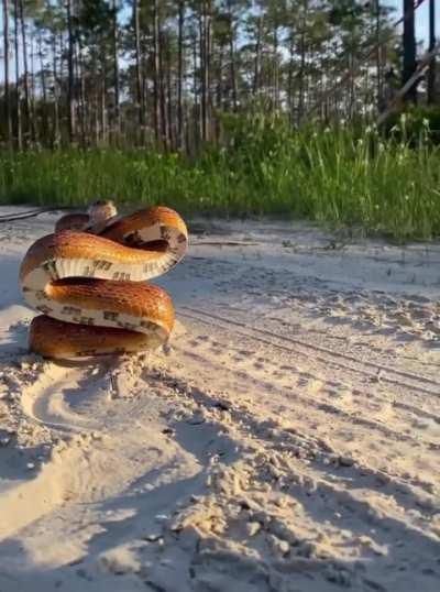 The defense position of a corn snake. 