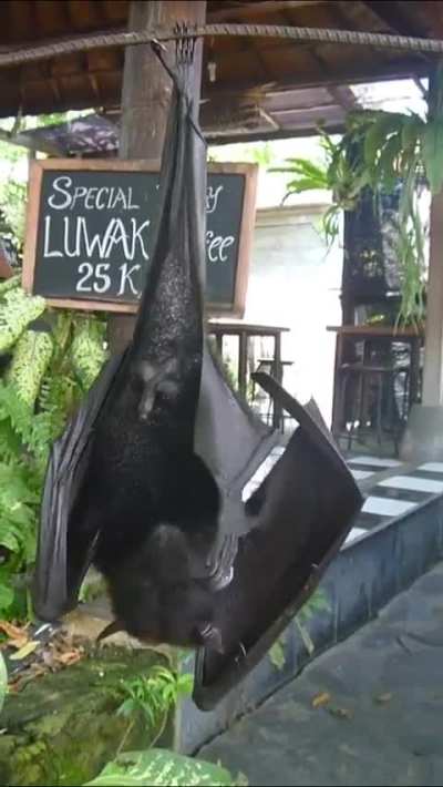 Do you know what caralho means?