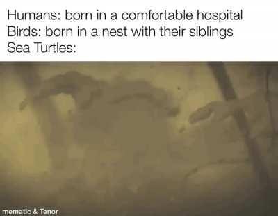 Survival of the fittest