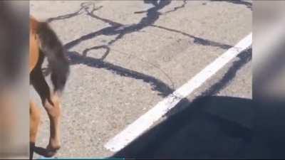 Looks kinda like a two-person job to me