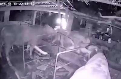 Cow falls from the roof