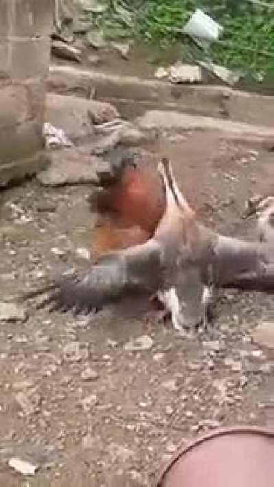 Stop fighting.. I said stop it..