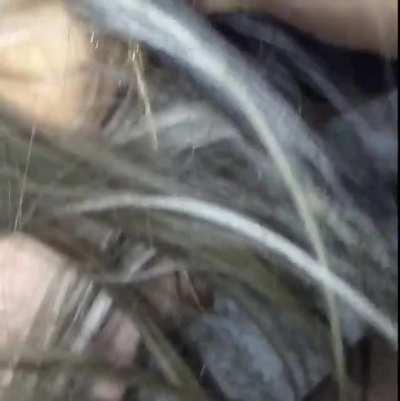 Showed up to my bulls place ready to get fucked. No panties and a wet pussy.