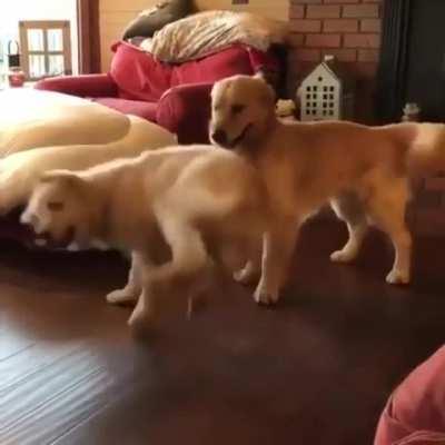 Those few words that results in pure happiness ,* Go for a walk