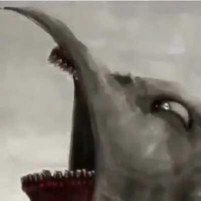 the raven kinda thicc tho🤔