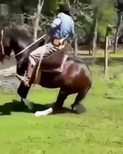 Horse sliding to a stop