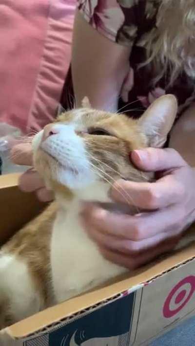 Chin and neck scratchies are her favorite