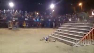 Bull fight goes sideways