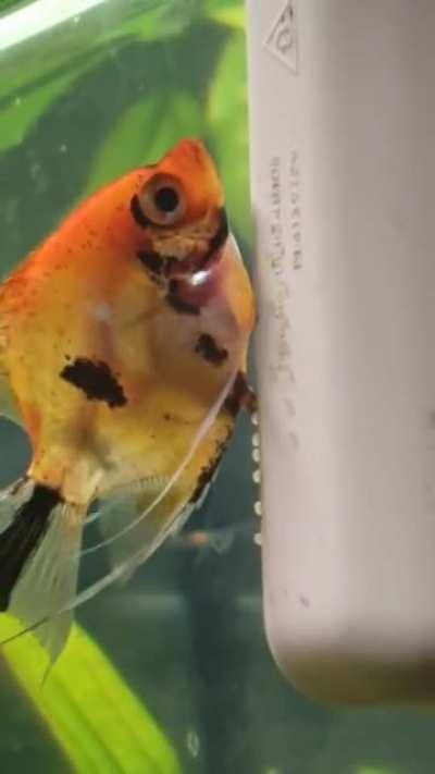 So excited! My angelfish has laid eggs for the first time.