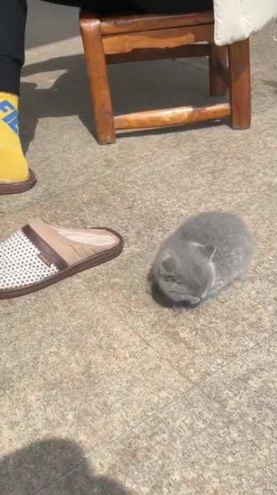 Rare kitty revolt captured!!!!