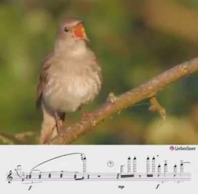 Someone finally got around to transcribing bird.. and this is perfect for this group.
