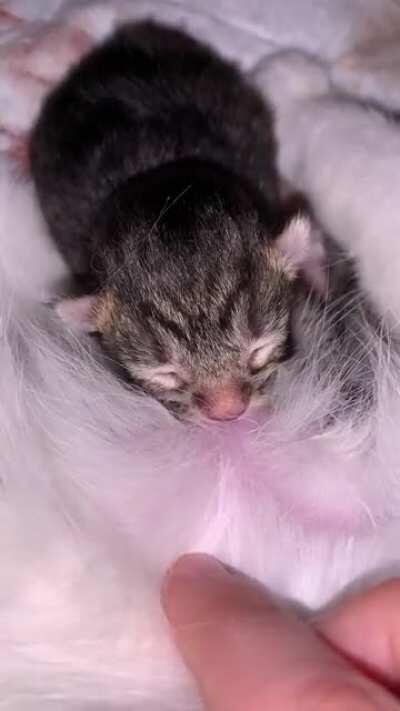 Hello, world! Just born this morning! Momma and siblings all doing well