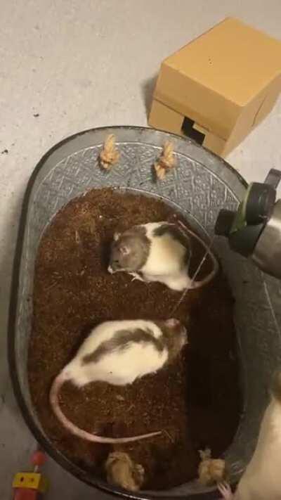 Trying to dampen their dig box but rat and emile decided it was much more fun to have a shower. I tried to tell them they clean themselves but they didn’t listen.