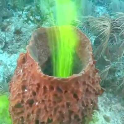This is how a sea sponge pumps water out
