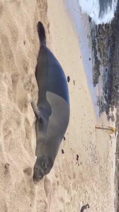 Here’s a video of a seal farting