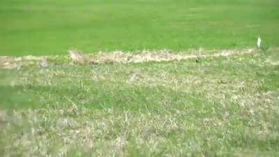 If Steven Made The Alphabet