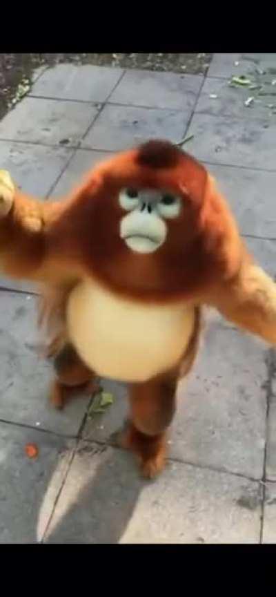 GOLDEN SNUBBY EATING MOMENT 3,000