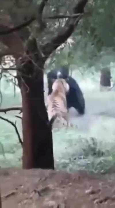 Tigers smacks bear’s booty, but bear wasn’t feeling it 😳